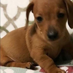 Meet your Posher, Casey